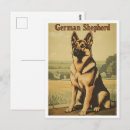 Recherche de bergers cartes postales Chien