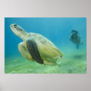 Zoek naar rode schildpad posters Scuba