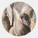 Recherche de mammifères autocollants Éléphant