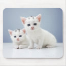 Recherche de chatons blancs tapis souris Nature
