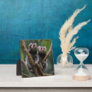 Recherche de singes plaques Faune