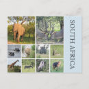 Recherche de animal africain cartes postales Afrique du sud