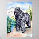 Recherche de flandre posters Bouvier des flandres