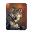 Recherche de loup gris magnets Animaux sauvages
