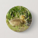 Recherche de bébé animal badges Canard