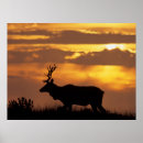Recherche de wapitis posters Parc national