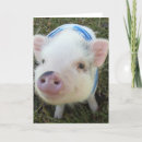Zoek naar leuke varkens kaarten Schattig