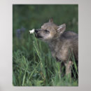 Recherche de tête fleur posters Faune