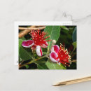 Recherche de fleurs rouges et blanches cartes postales Photographie de la nature
