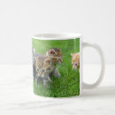 Recherche de innocente tasses Chats