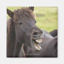 Recherche de tête de cheval magnets Dehors
