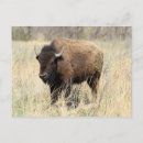 Zoek naar bison briefkaarten Wilde dieren