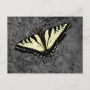 Recherche de tigre rayures cartes postales Jaune