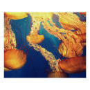 Zoek naar animal marin posters Zeedieren