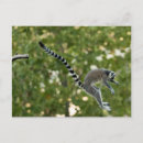 Recherche de lemur cartes postales Primate