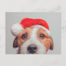 Recherche de russel cartes postales Chien