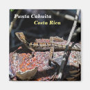 Recherche de lézard magnets Nature