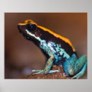 Recherche de dart déco Costa rica