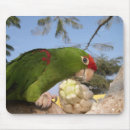 Recherche de perroquet vert tapis souris Nature