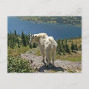Recherche de nat cartes postales Animal