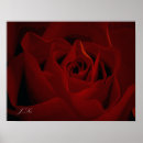 Recherche de amour profond posters Rose