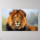 Recherche de crinière posters Roi de la jungle