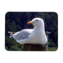Zoek naar vliegende vogel magneten Zeemeeuw