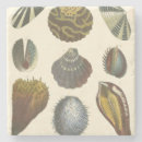 Recherche de palourde Coquillage