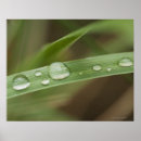 Recherche de étroitement posters Nature