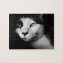 Recherche de housecat Mignon