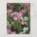 Recherche de photos de tulipe Fleurs de printemps