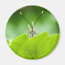 Recherche de papillon vert magnets Feuille