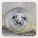 Recherche de pinniped Joint