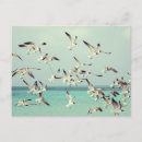 Recherche de troupeau cartes postales Océan