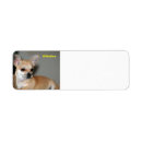 Recherche de mon chiwawa Mignon