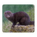 Recherche de vison Animal