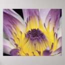 Recherche de nympheas posters Fleur