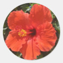 Recherche de fleurs rouges autocollants Hibiscus