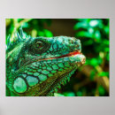 Recherche de iguane art Nature