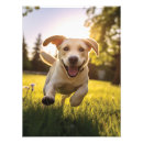 Recherche de de chien posters Labrador