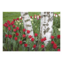Zoek naar tulpen kunst Rij
