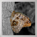 Recherche de hibou noir et blanc posters Animal