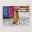 Recherche de shar pei cartes postales Canine