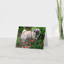 Recherche de pug dog Chiot