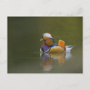 Recherche de mandarine cartes postales Chinois