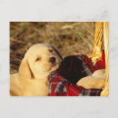 Recherche de chiot de labrador cartes postales Canine