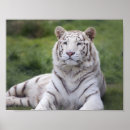 Recherche de chat du bengale posters Tigre blanc