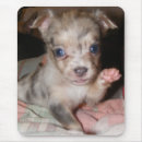 Recherche de chiwawa tapis souris Chiot