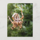 Zoek naar spinnen briefkaarten Natuur