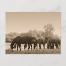 Recherche de troupeau de cheval cartes postales Nature